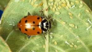 Aké ľudové opravné prostriedky sú účinné v boji proti nástroju na semenáčku papriky